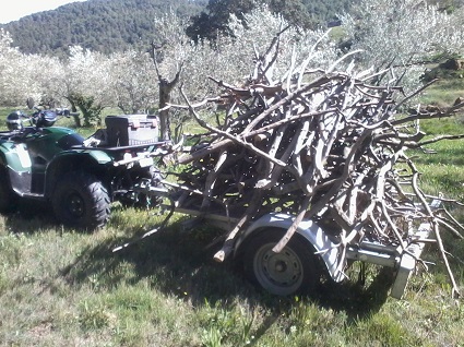enlèvement des dernières branche d'olivier