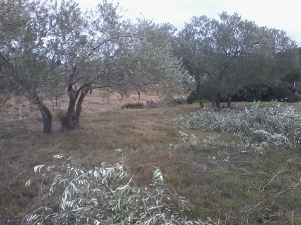 élagage des olivières à la Canal