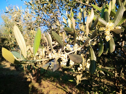 Floraison des olivières