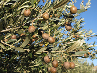 Olives Picholines gelées.
