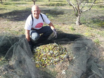 récolte des olives à huile