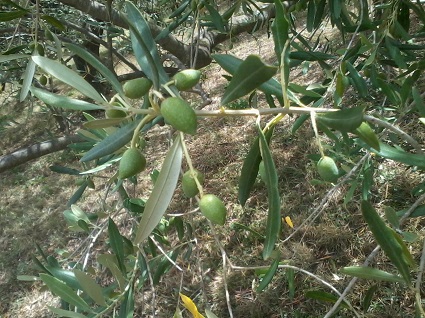 les olivières fin juin