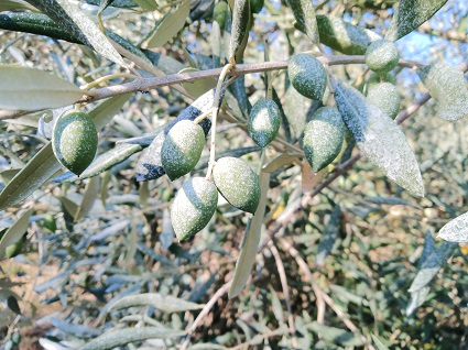 Pulvérisation d'argile sur les olivières des Caritas