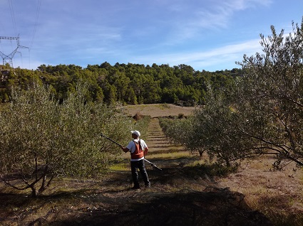 Récolte des olivières à Prat long.