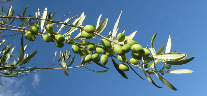 Rameau d'olivier symbole de paix
