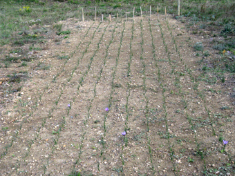 La plantation de safran